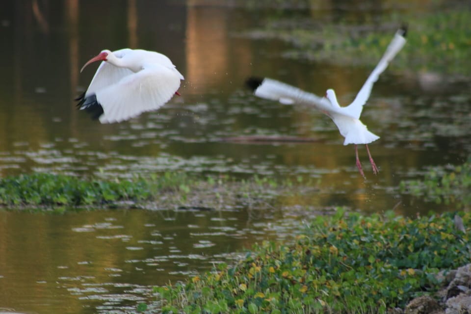 All these bird photos were taken in our backyard