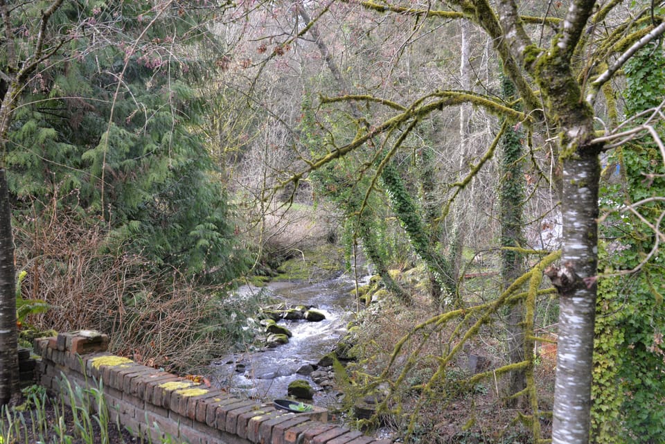 Creek Next to Back Yard