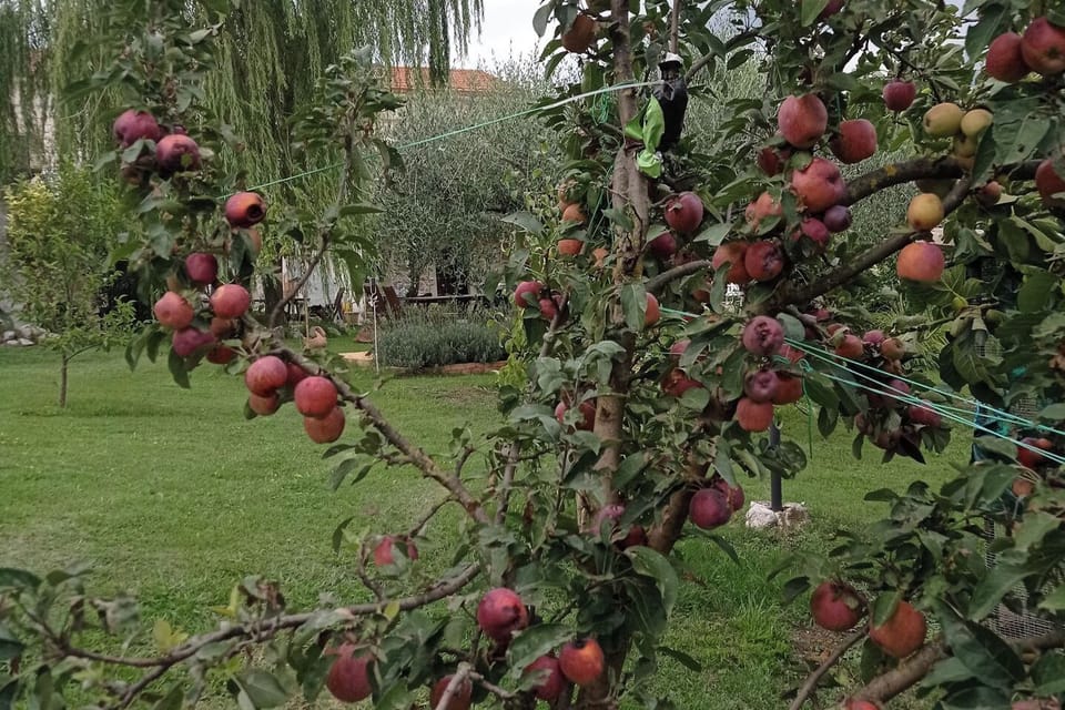 Image 9