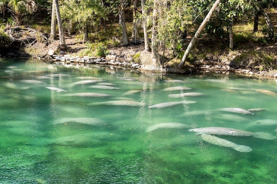 Explore our springs with manatees here seasonally
