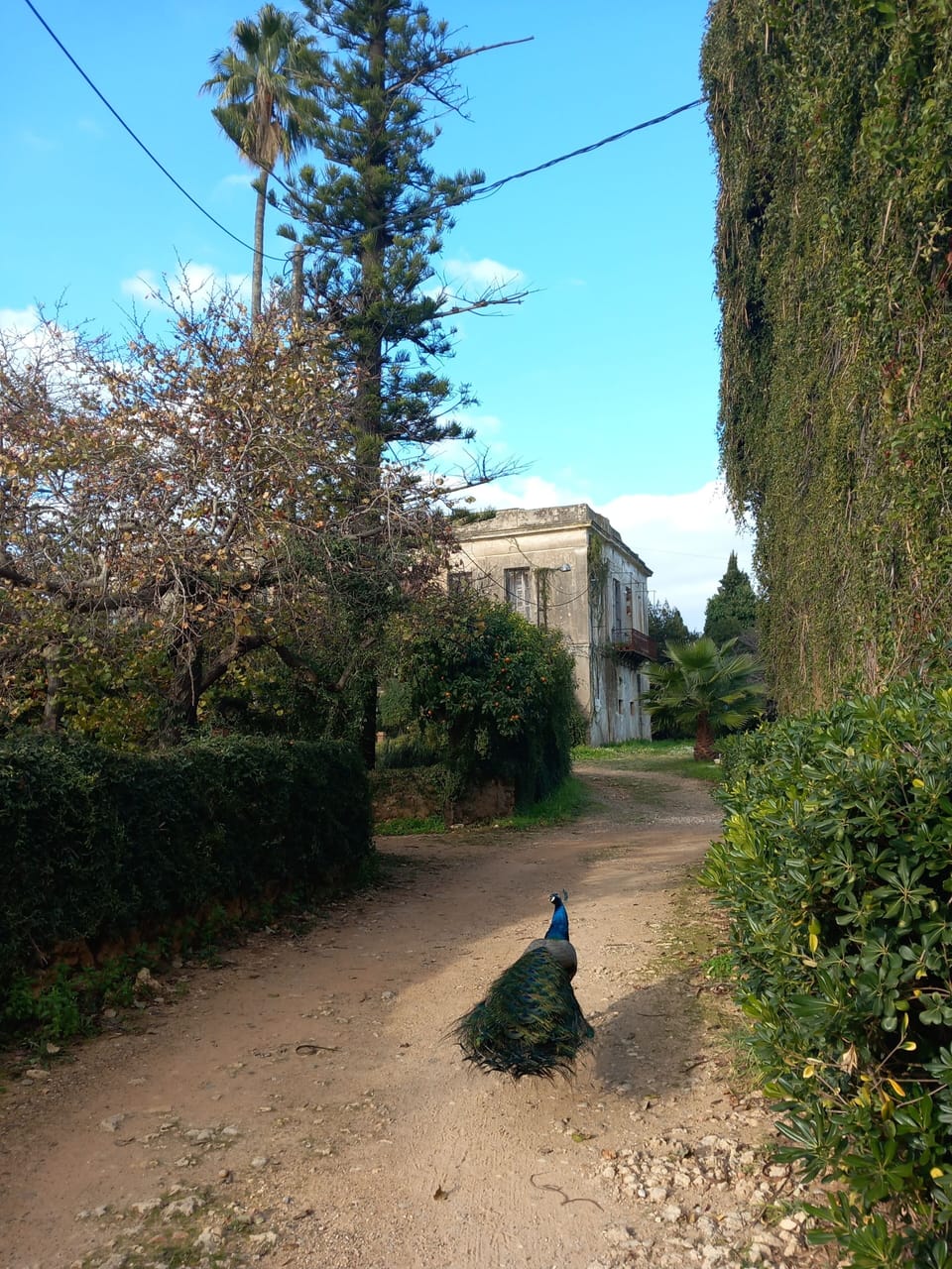 Mansion and peacocks  in winery Mercouri 