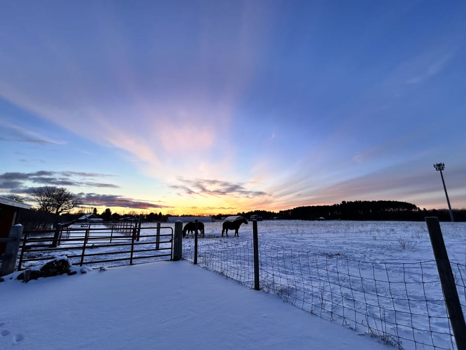 Morning sunrise with Ringo and Glory in the pasture. 