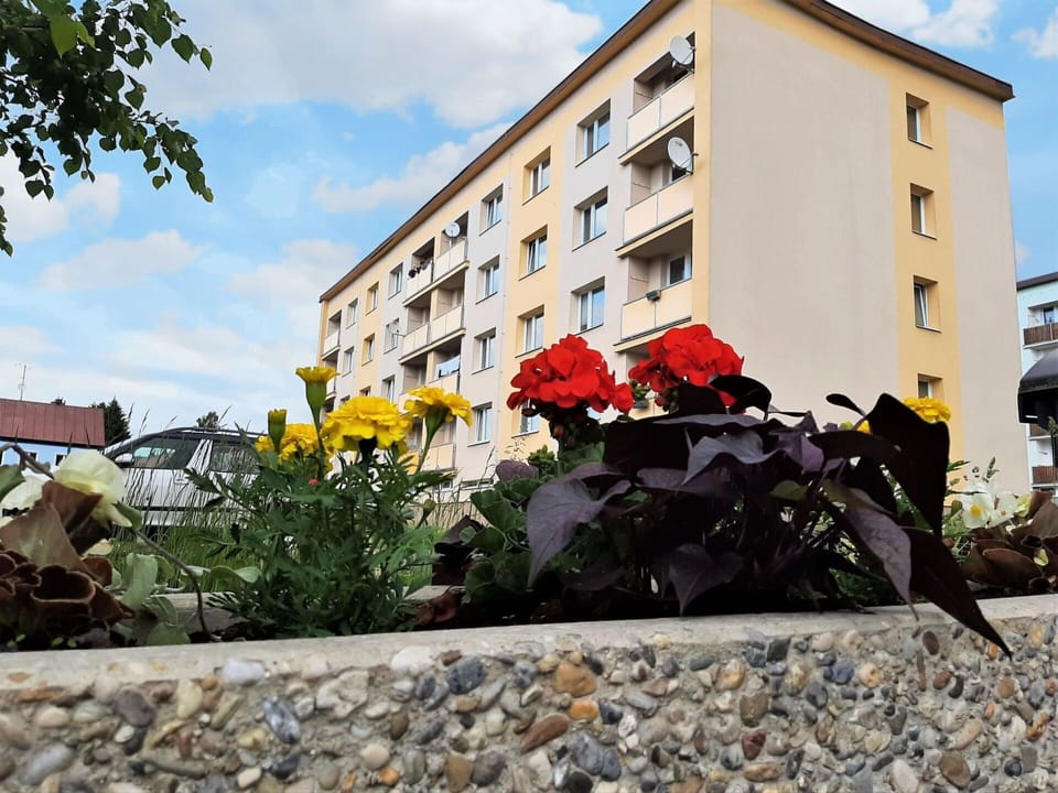 Flower, Sky, Building, Cloud, Plant, Daytime, Window, House, Neighbourhood, Road Surface