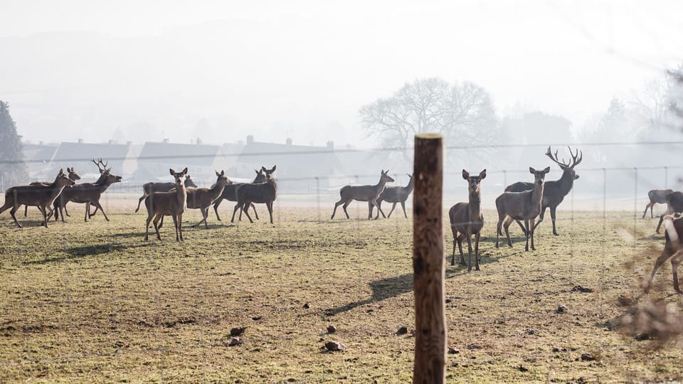 Deer Park, Swift Cottage, Bolthole Retreats