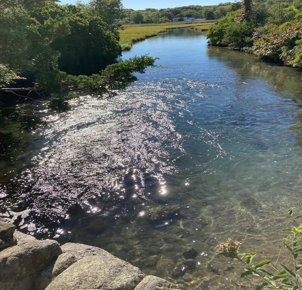 Chapel Creek is also home to ducks and geese of all kinds
