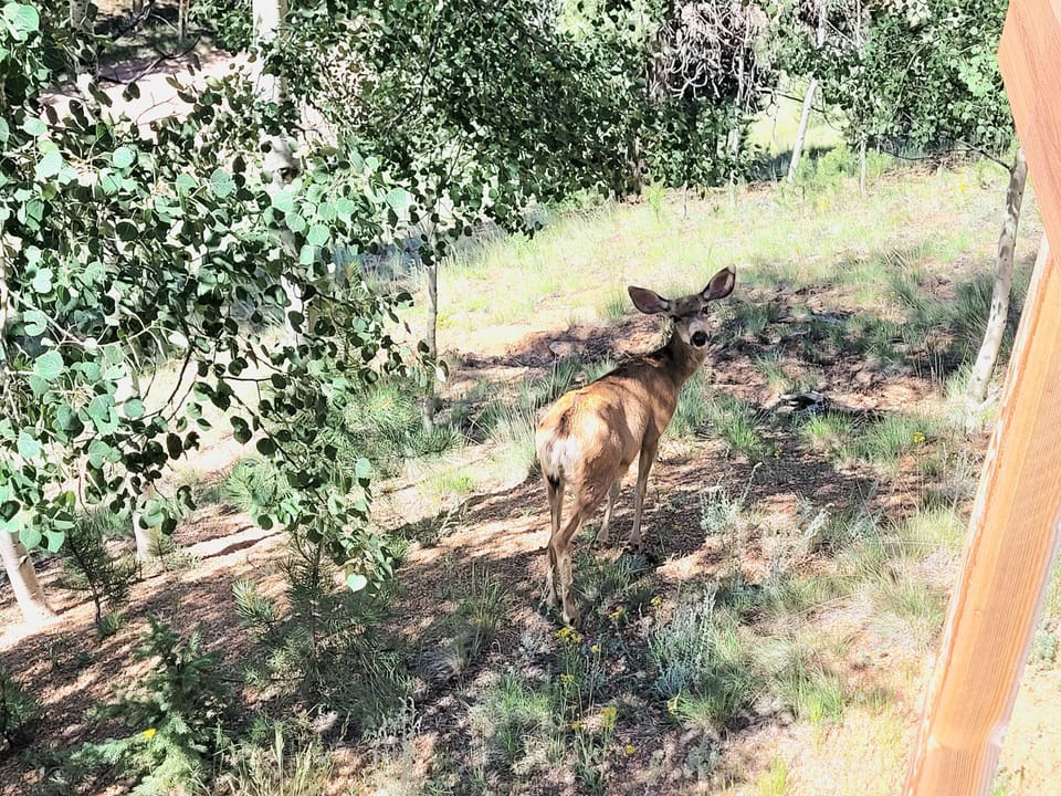 Deer are frequent visitors right outside by the deck.