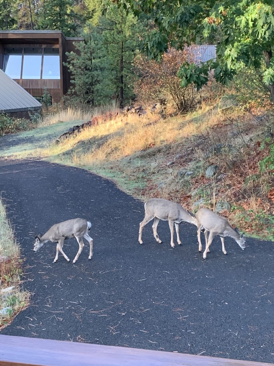 Our sweet deer visit us almost daily.  They love to graze around the property.