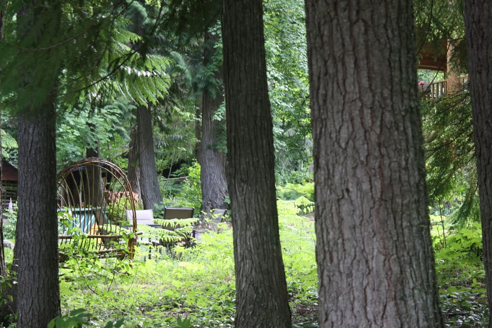 Forest surrounding cabin