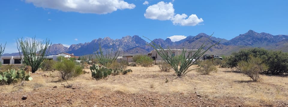 Back yard view
