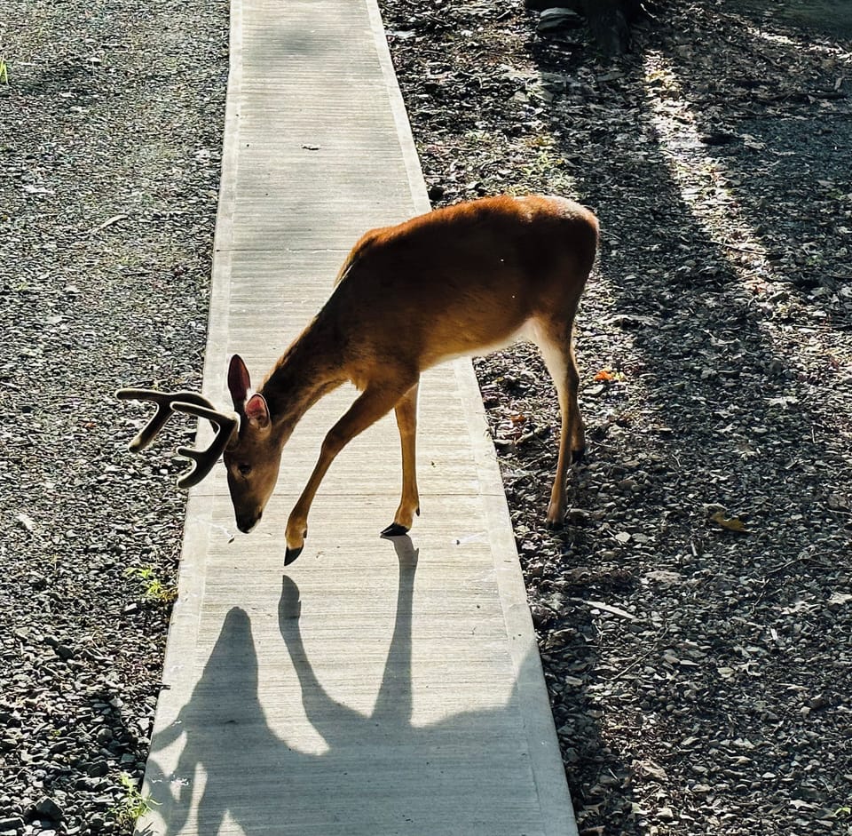 Friendly Deer