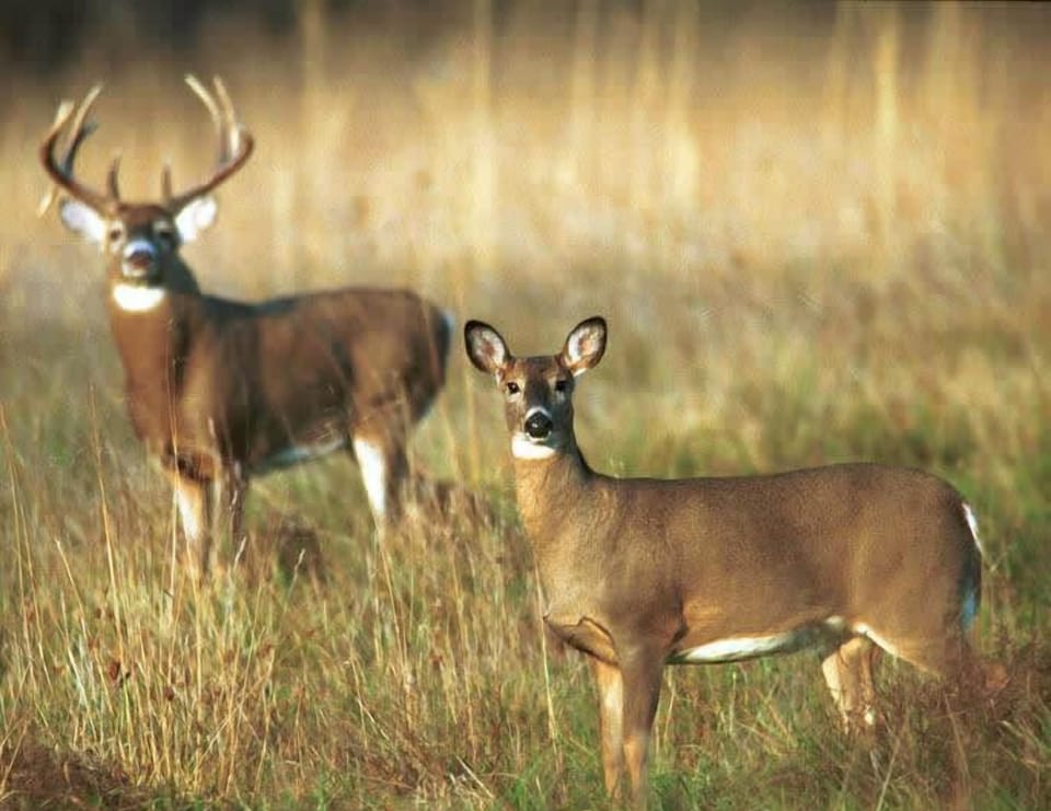hunting nearby