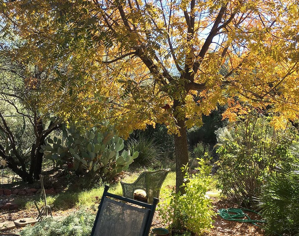 Spring and  summer view of backyard - beyond fig tree at right is entry to room