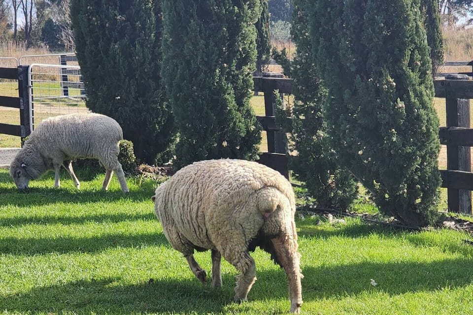 We currently have 1 sheep and 2 lambs :-)