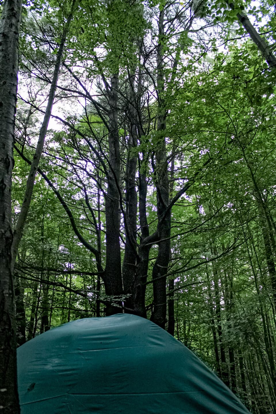 Tentsites at Camp Earth Connection