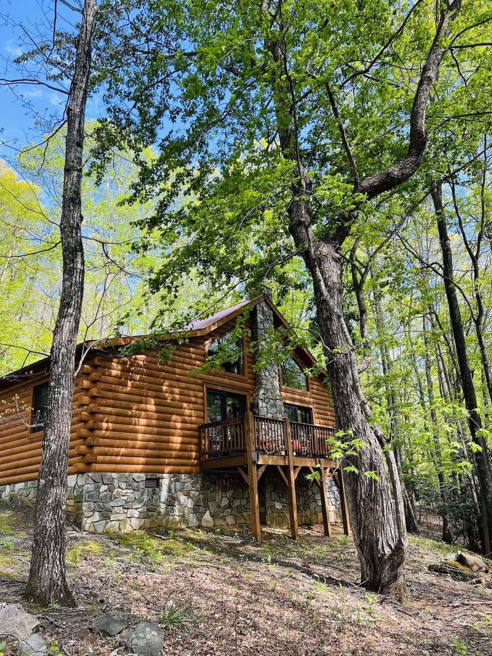 Honey Bear nestled in the woods