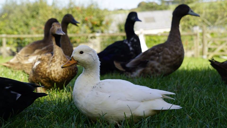 Ducks and Chickens at Little Bray can be fed by children