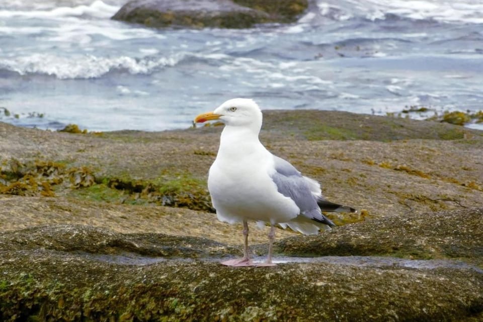 Region [summer] (>5 km)