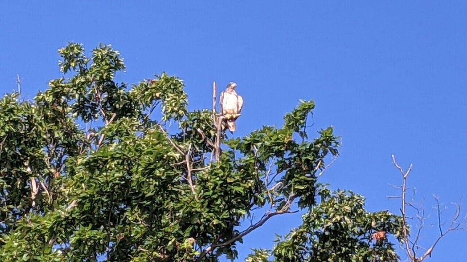 Maybe you'll see our bald eagle.