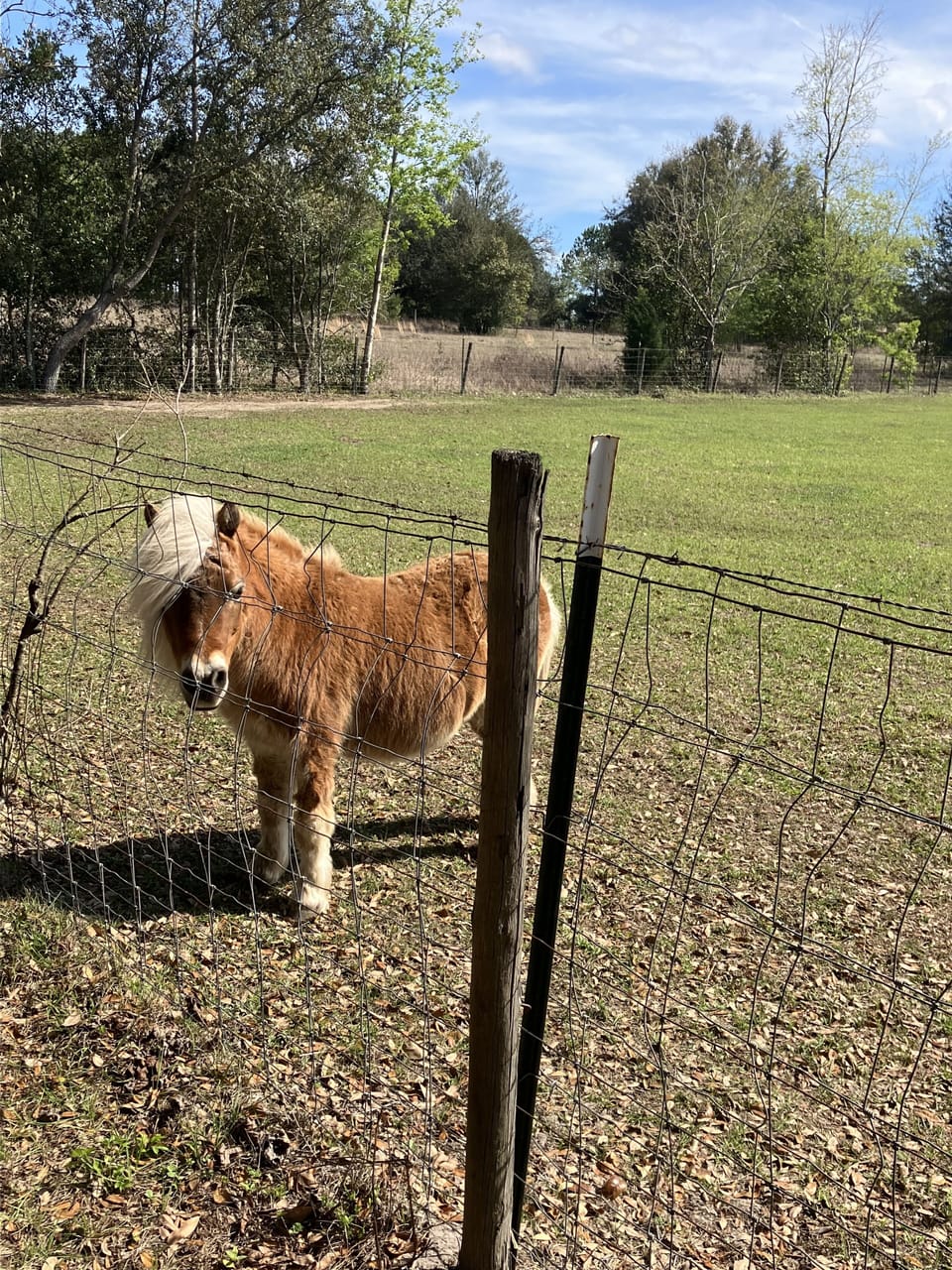 Our pony neighbor!
