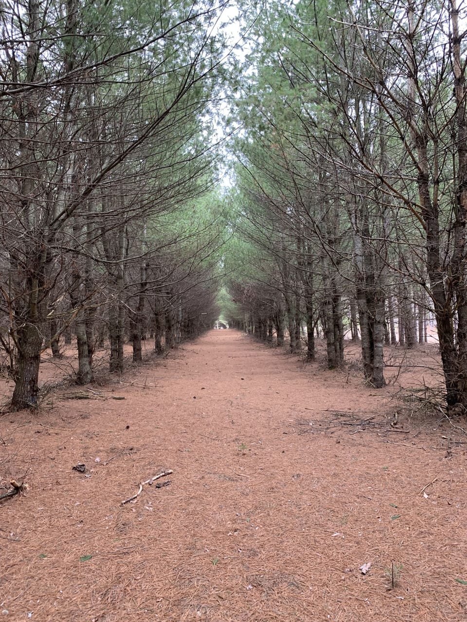 Many trails and good places to walk.