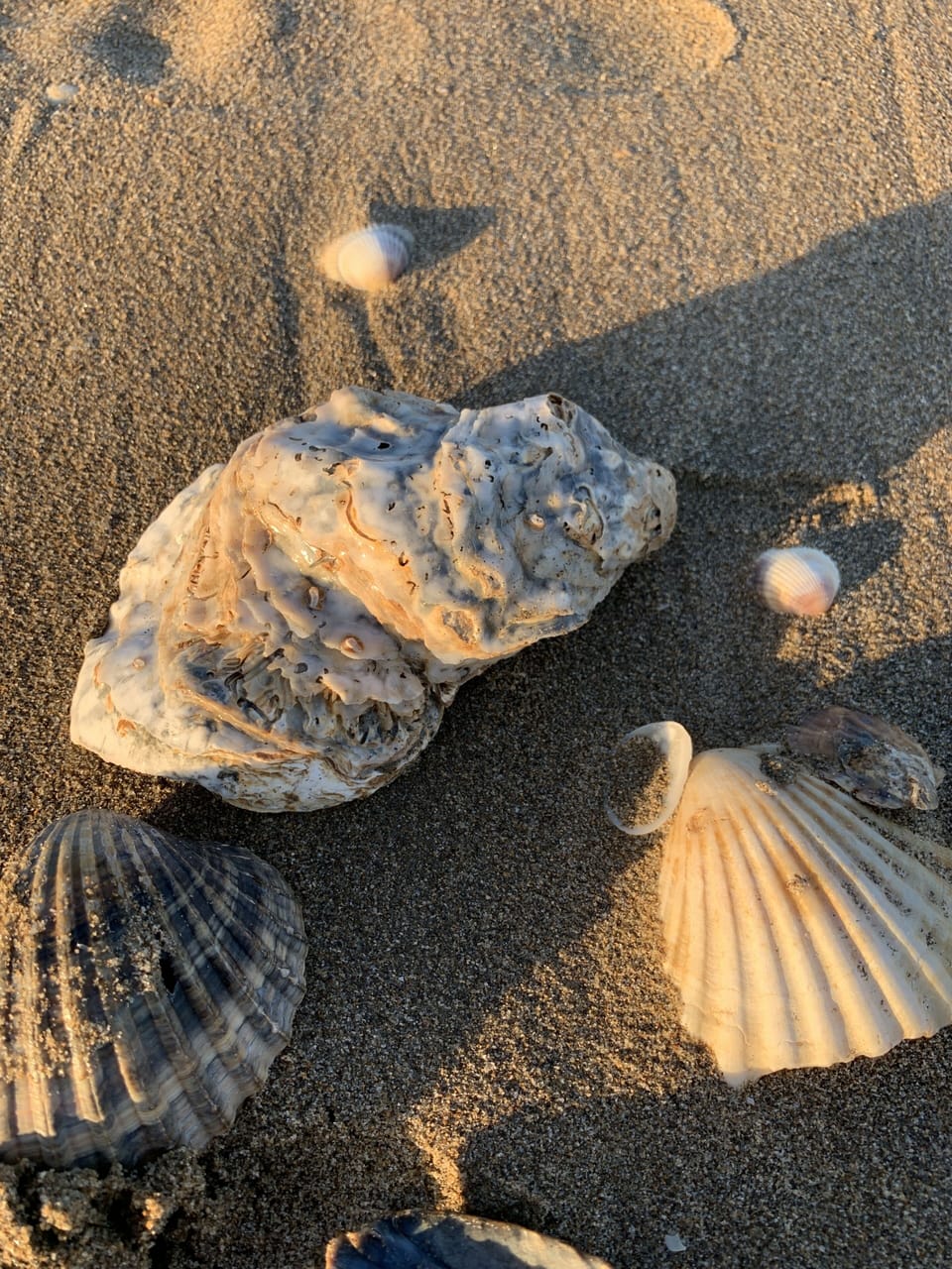 Miscellaneous