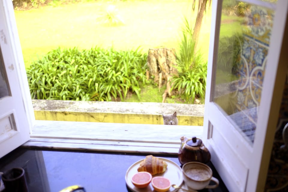 Ground Floor: Kitchen and curious property cat named Vida