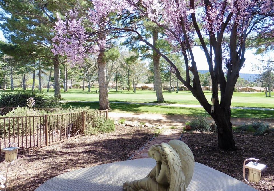 View from Rear Porch (plum tree blossoms in March)