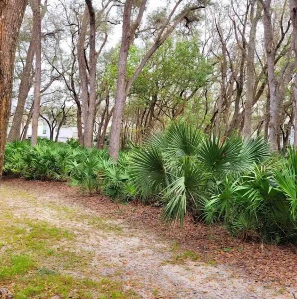 view from patio