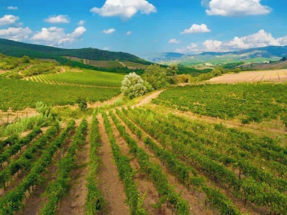 Surrounding vineyards