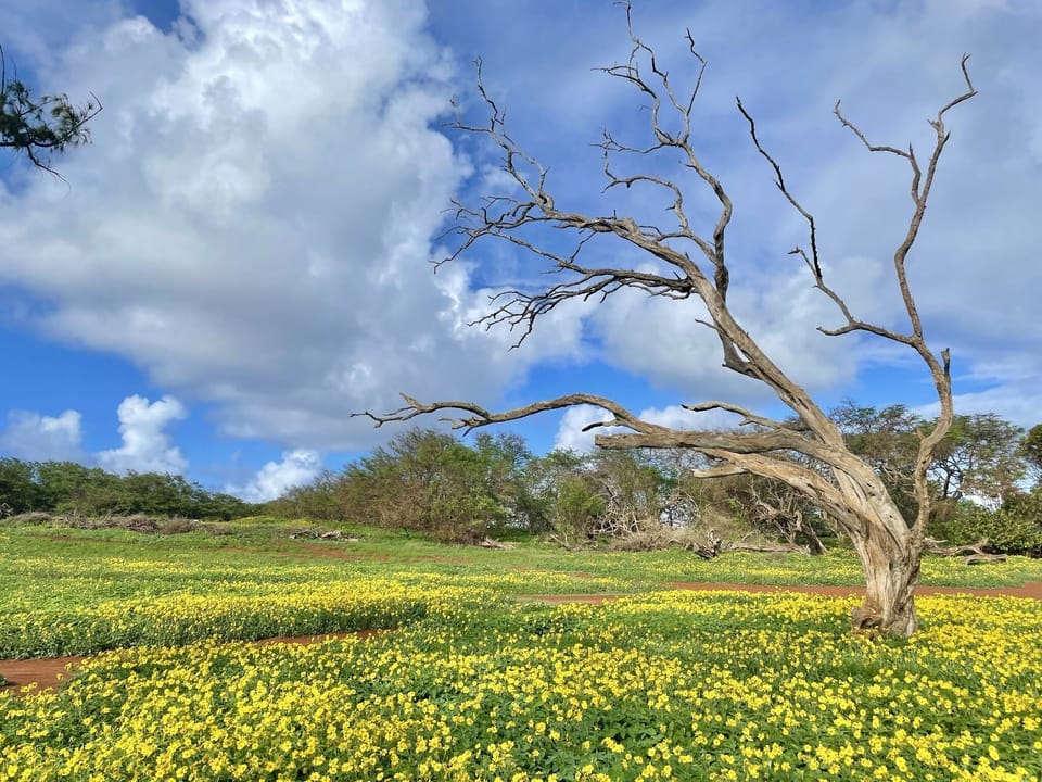 Hiking trails on the way to Make Horse during early spring. Feb. 2023