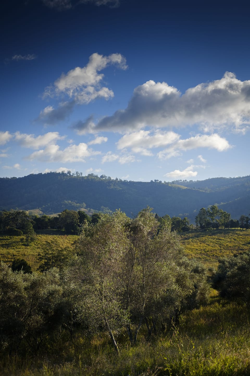 View over the low hedges to 900 olives and beyond 
