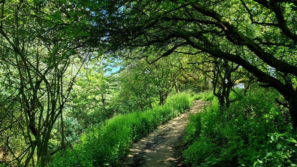 Another lovely walk from the cottage -> leading to the Cleveland Way.