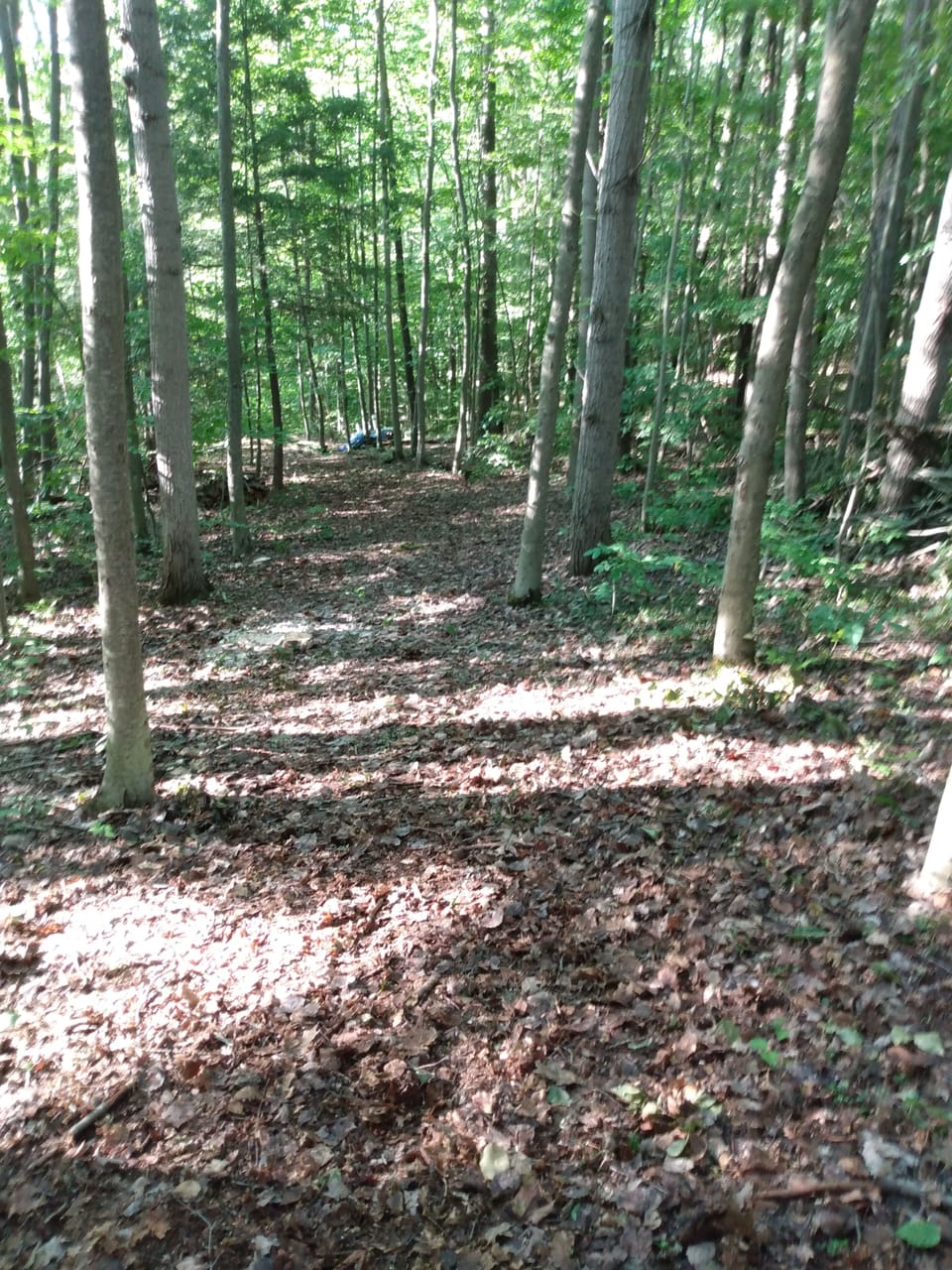 Cabin trail at Camp Earth Connection