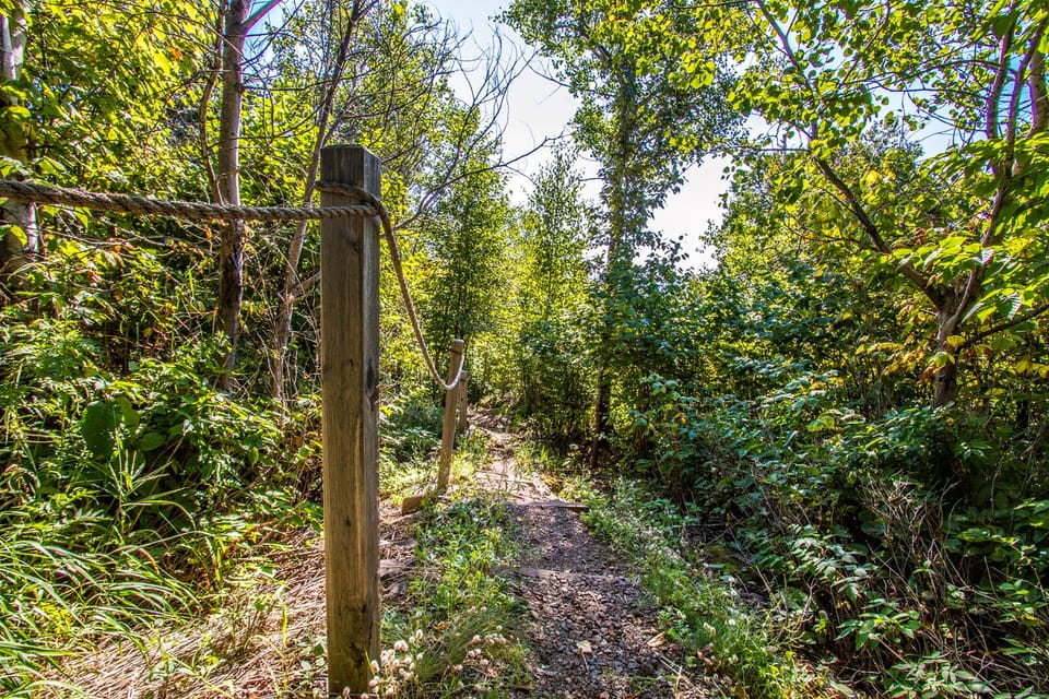Trail to the shoreline area (shared)