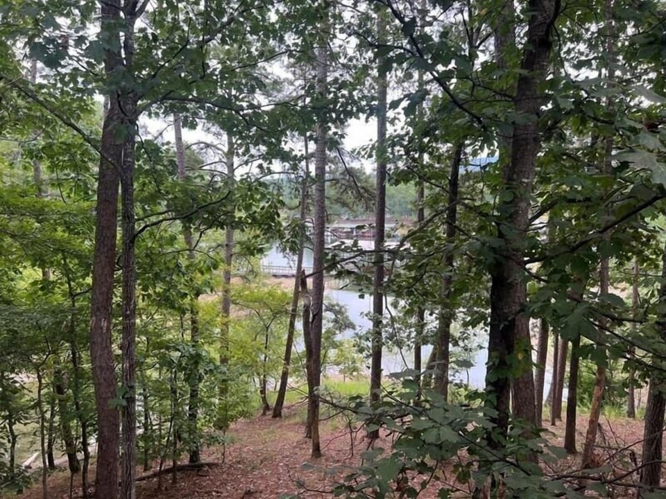 Grove, Land, Nature, Outdoors, Tree