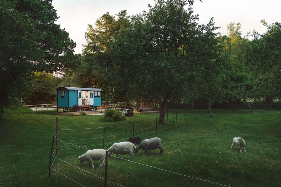 Your Own Flock of Ryland Sheep