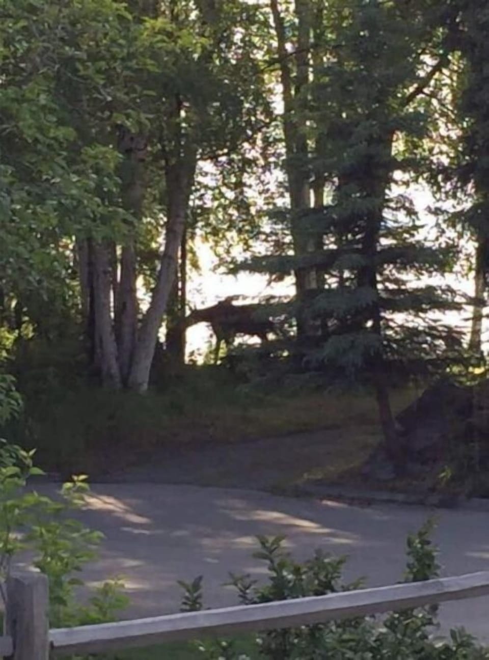 Moose across the street overlooking Cook Inlet