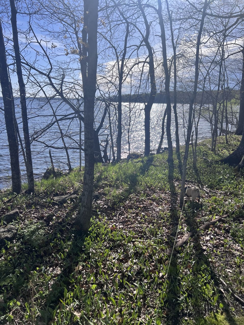 Lakeside views at nearby Father Hennepin ST PK  (bonus if you can spot the pug)