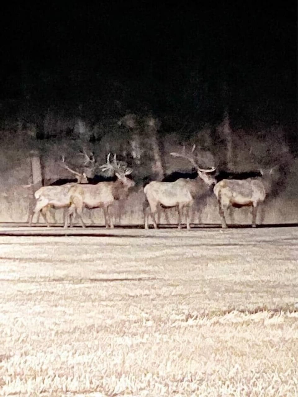 Elk occasionally are seen right from the front door.
