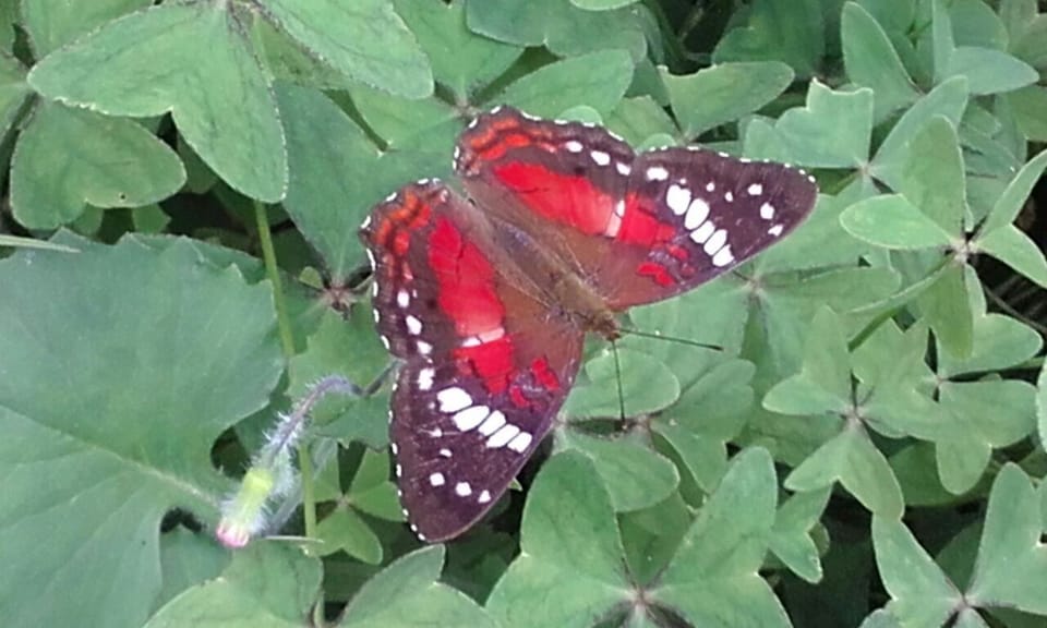 All the animal, plant and butterfly photos were taken on the property. 