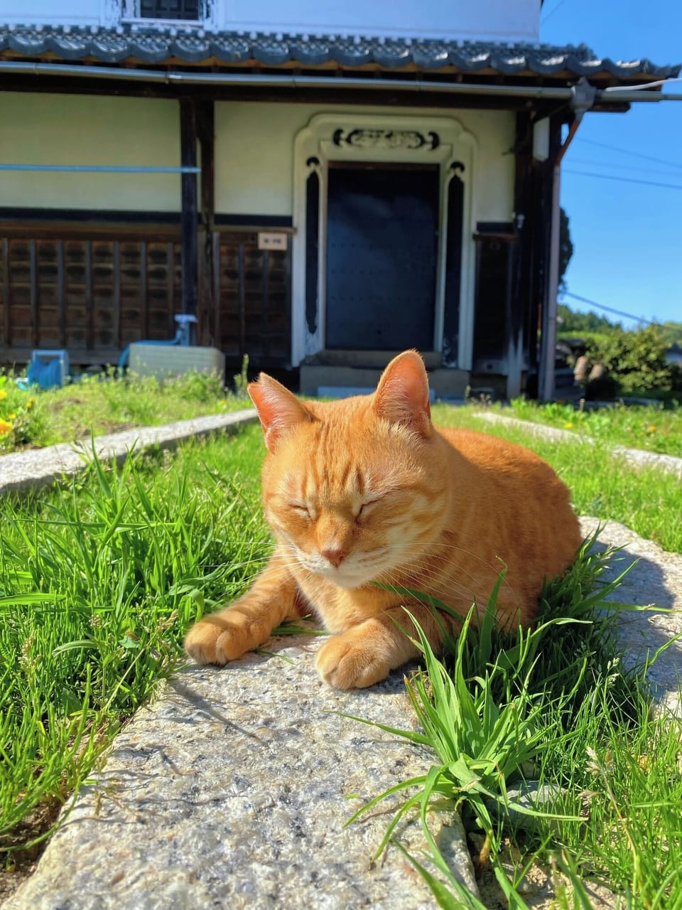 Pets allowed