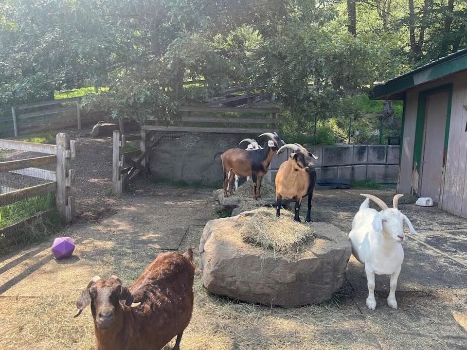 See goats, pot belly pig and donkey at petting farm. 