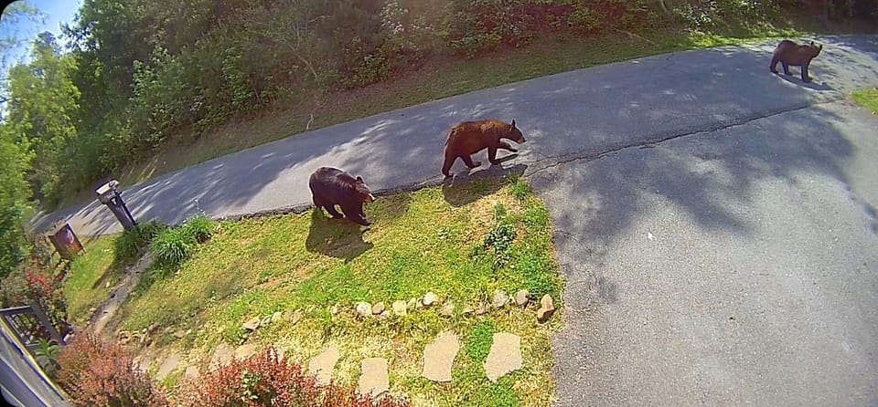 Bears visit daily, lock all doors (they're known to open car's doors!)