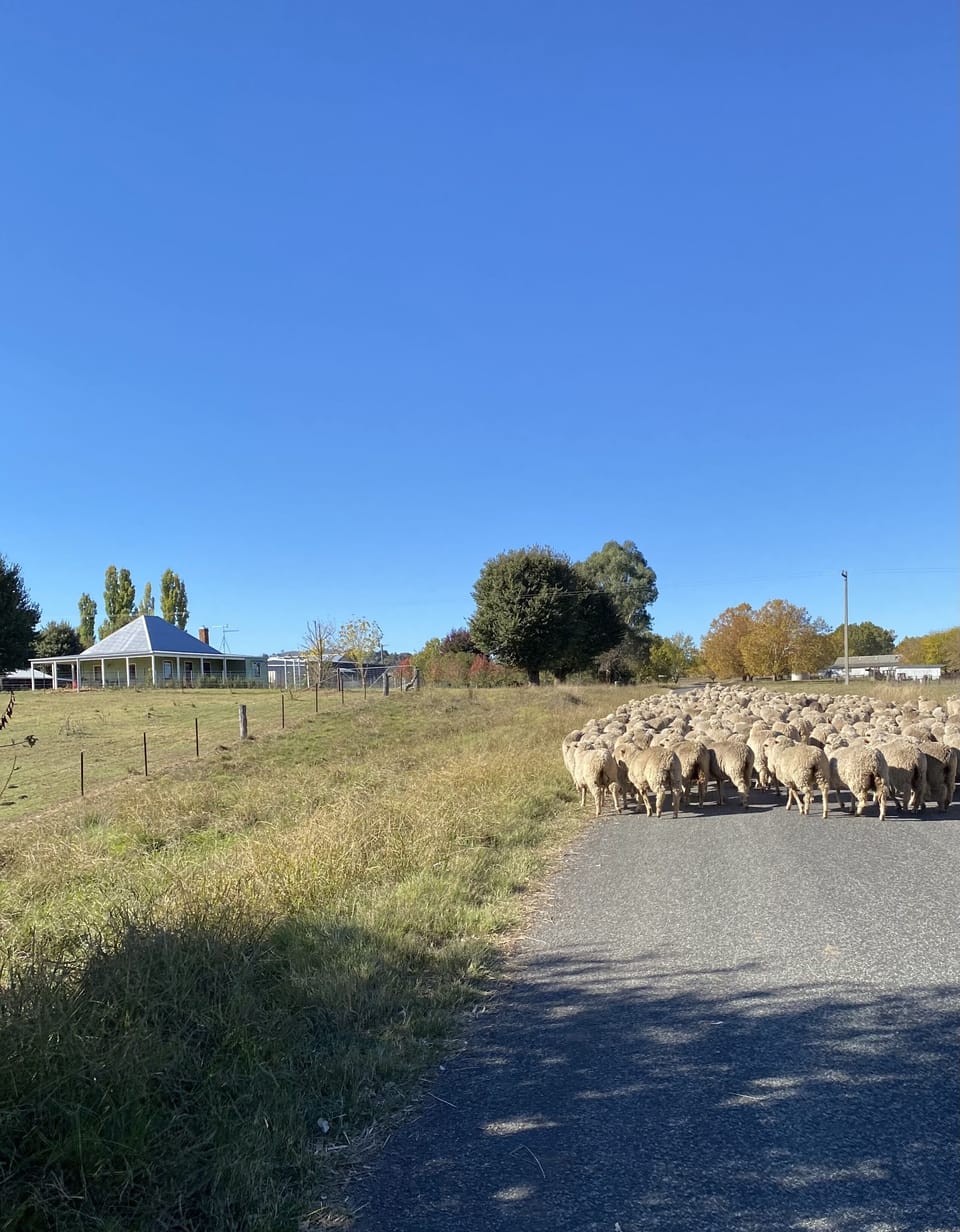 Bringing in the young sheep for shearing.