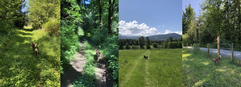 Following our ambassador, Foxy, through the farm and exit to Trans-Canada trail.