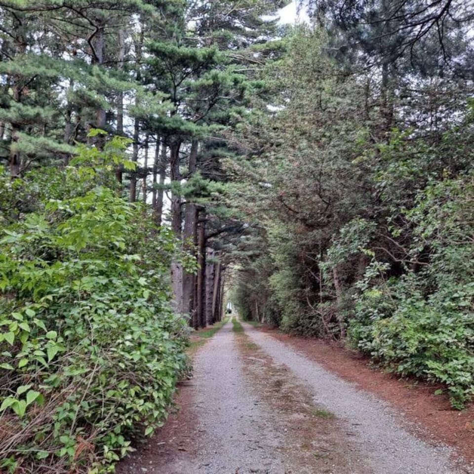Driving in to the beautiful treed private property