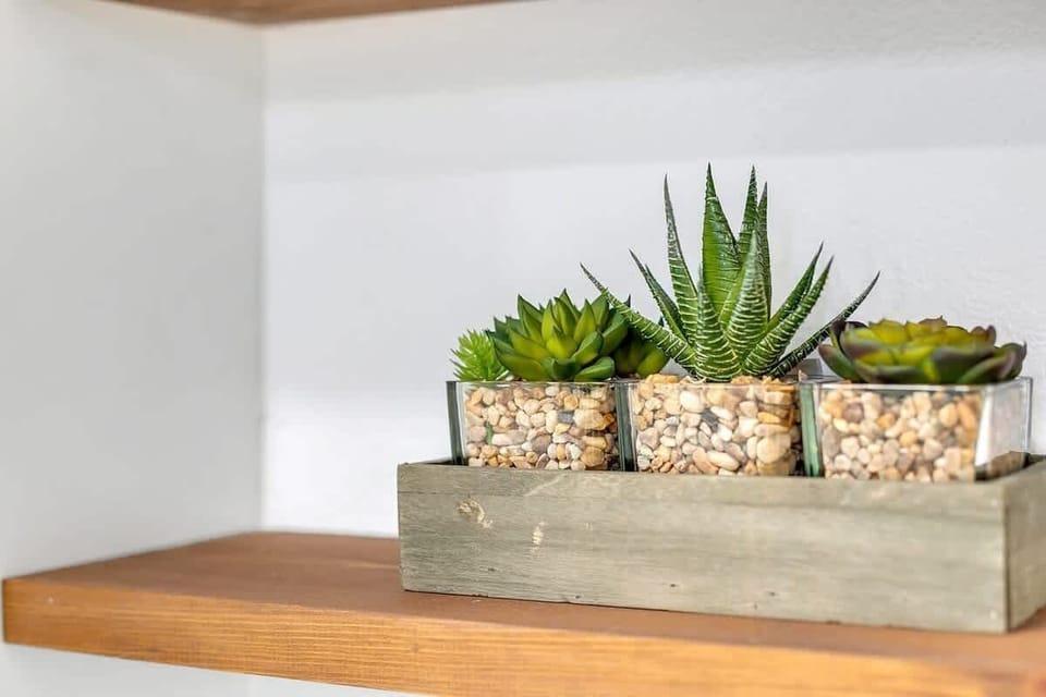 Succulent plants in glass pots displayed on a wooden shelf for a natural touch.