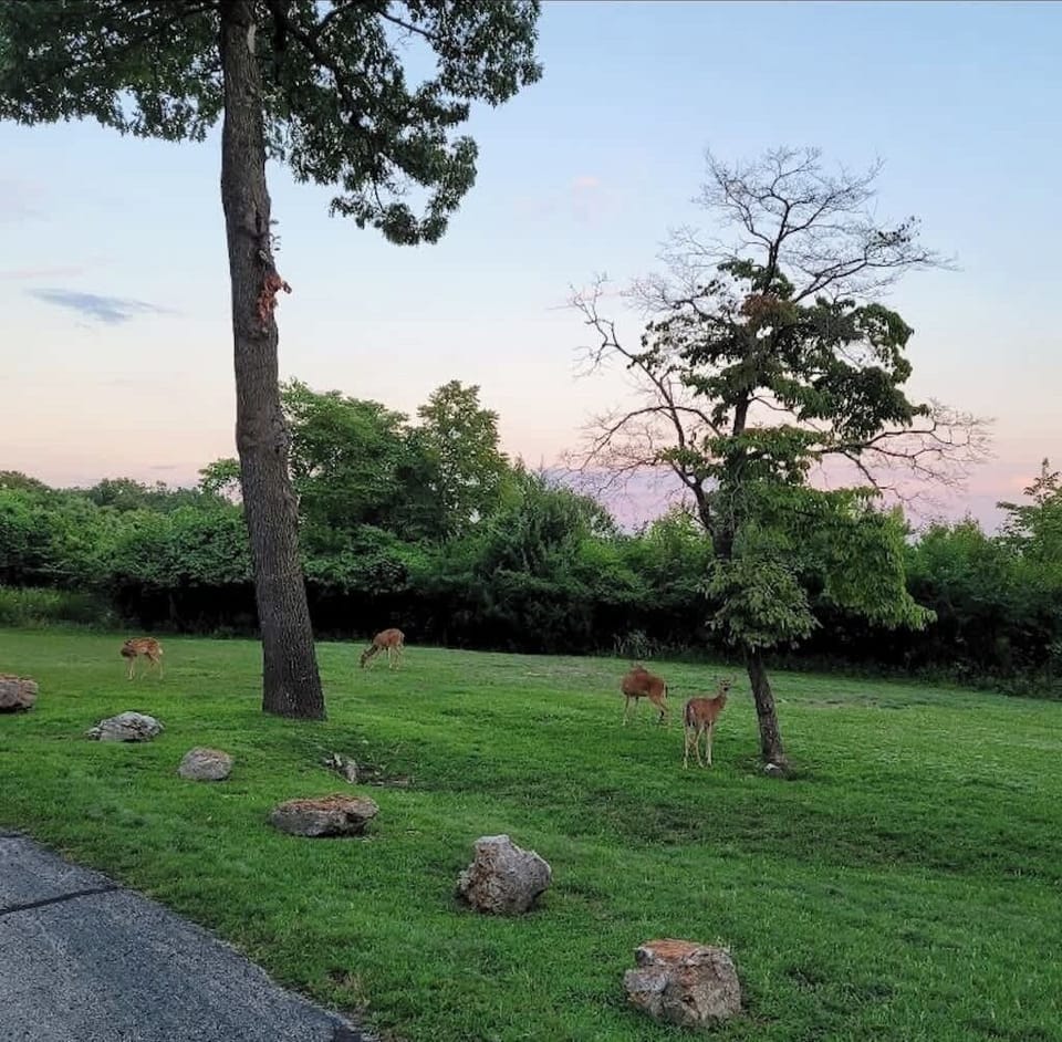 Deer are plentiful