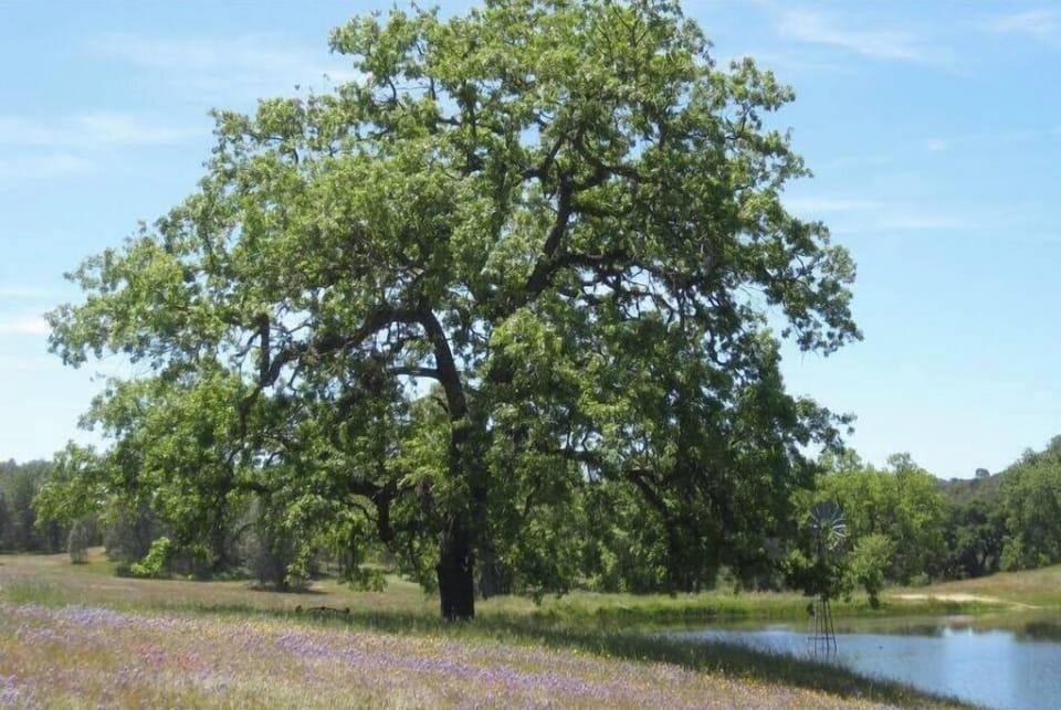 Seven Oaks Ranch Pine House (847)