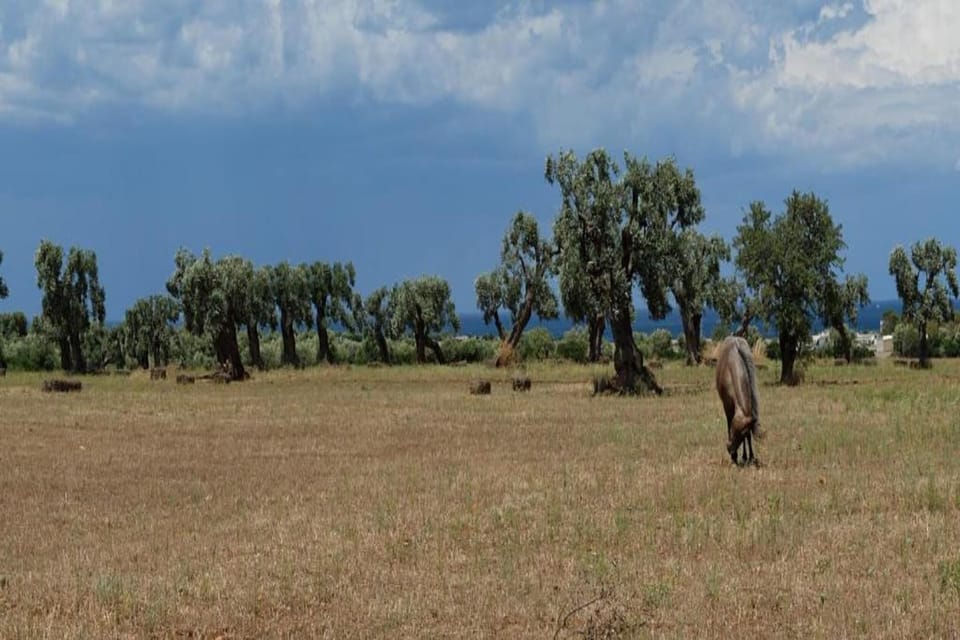 Region [summer] (>5 km)